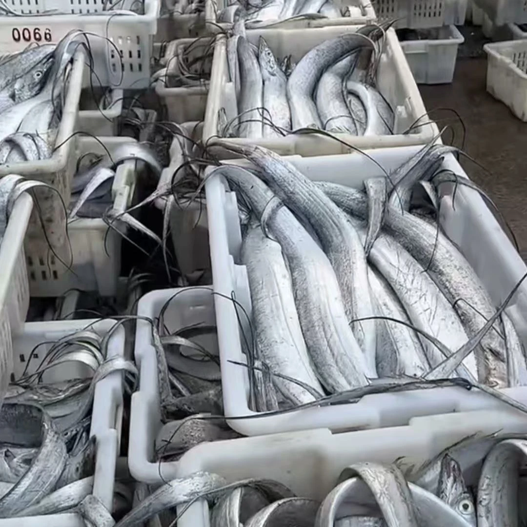 推荐海钓野生带鱼