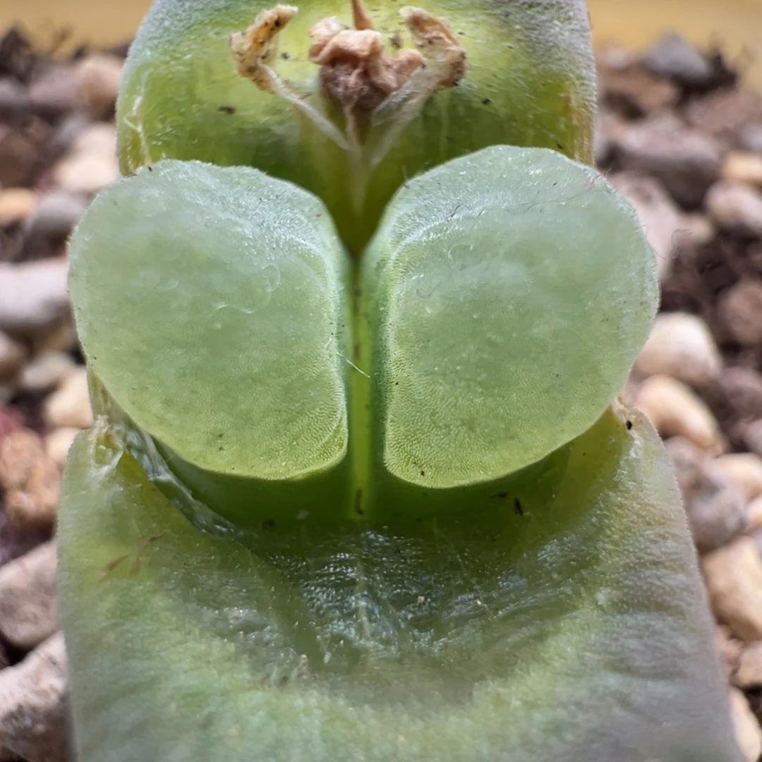 920青蛙优选2151四年半单头