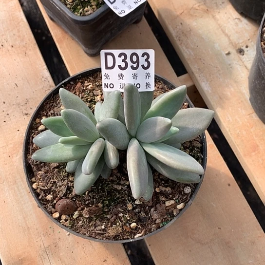 企鹅自然群393 亏本处理退款拉黑7-8天发货