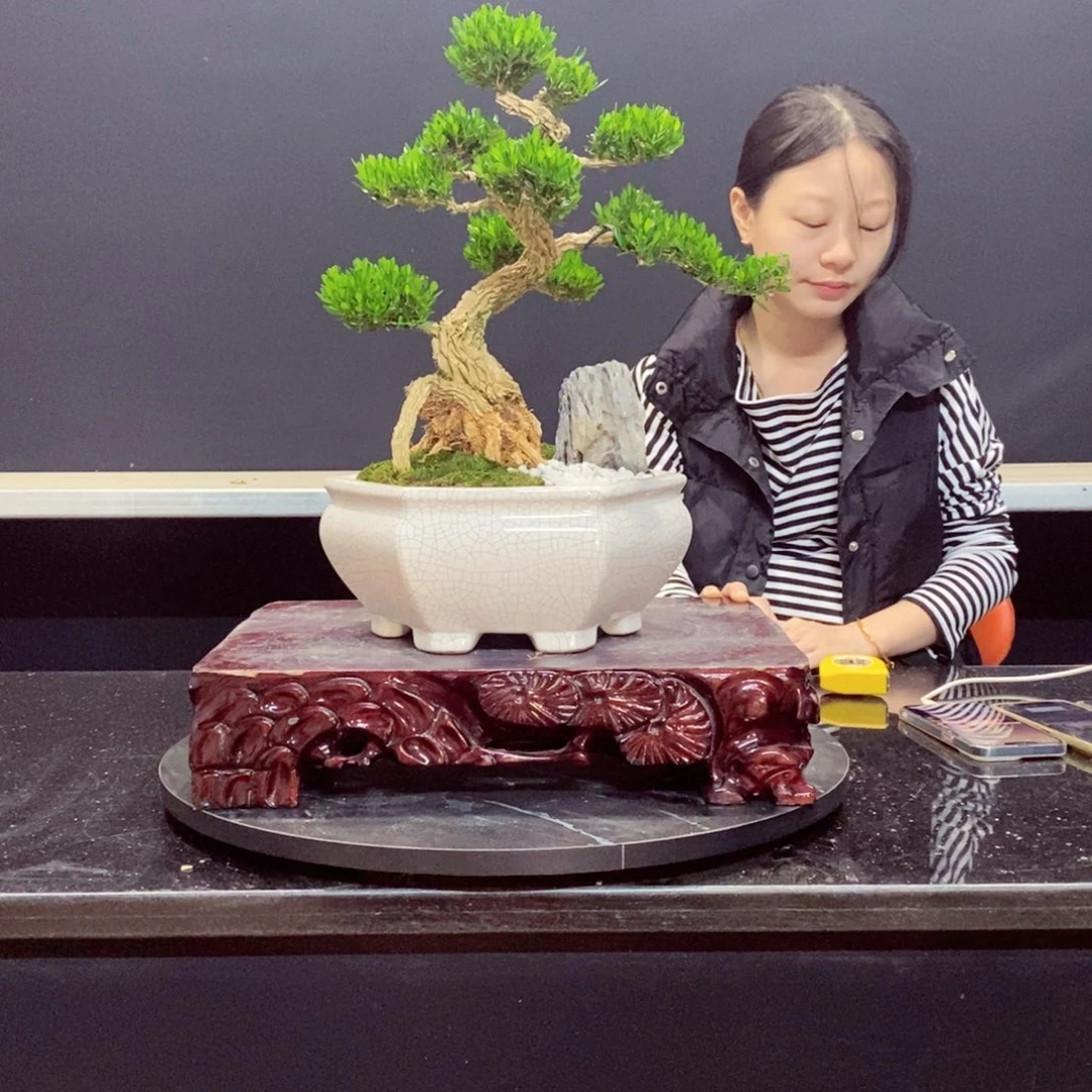 无花朵黄杨盆景园林