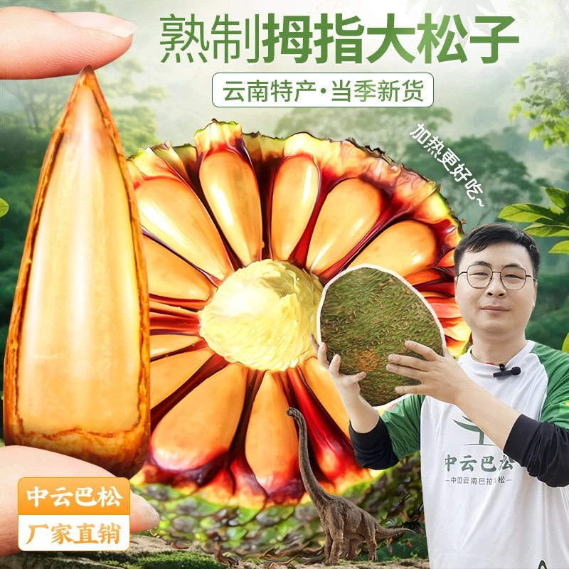 巴拉那松松子 拇指大松子 松子有拇指大 送人送礼 高端坚果零食