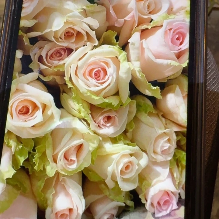 无花朵果香扦插小苗