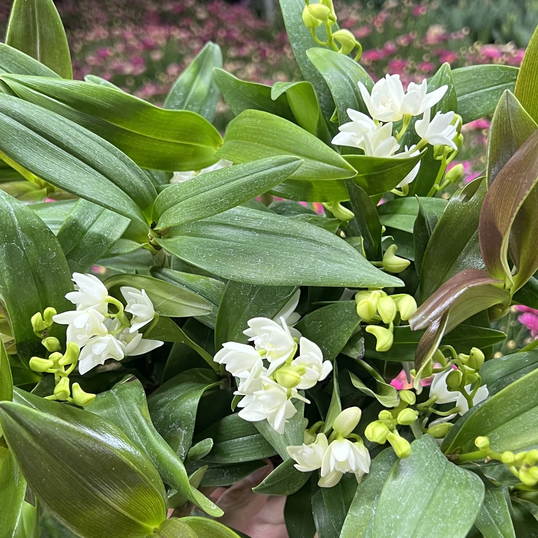 白狐香水石斛【大盆】盆栽花卉花期长易爆花发货室内阳台美观易养护