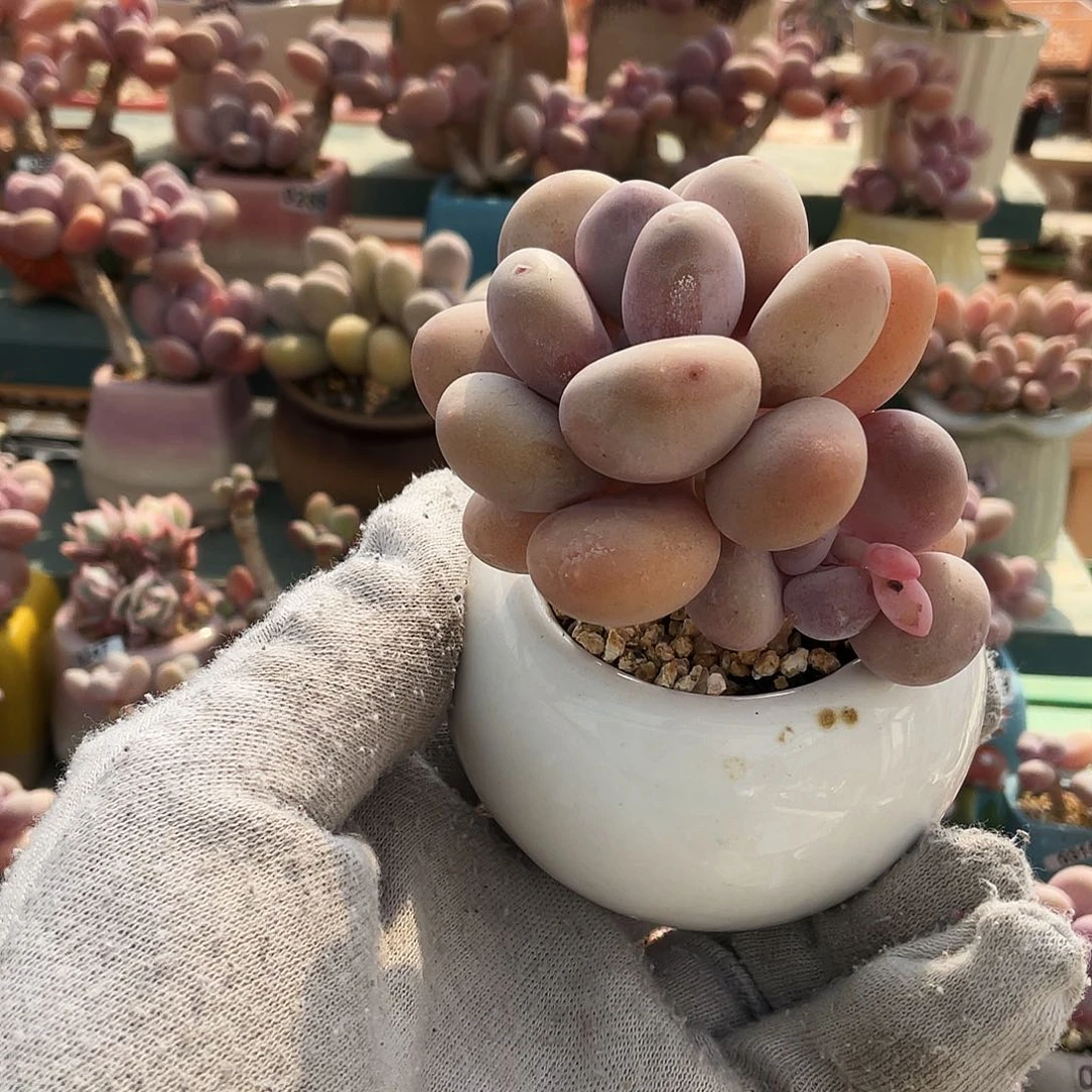 *ㅤ多肉植物的生长发育