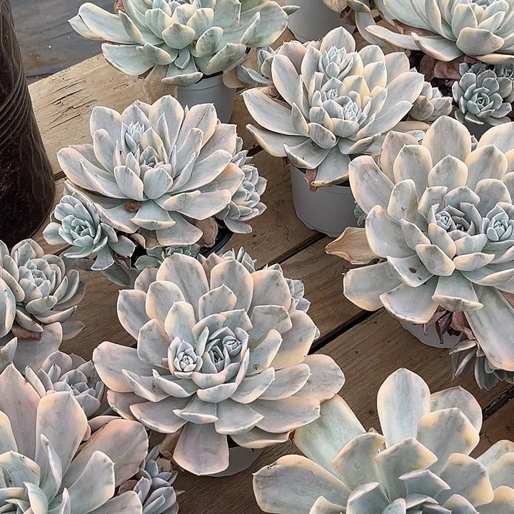 鲁氏景9.99多肉植物