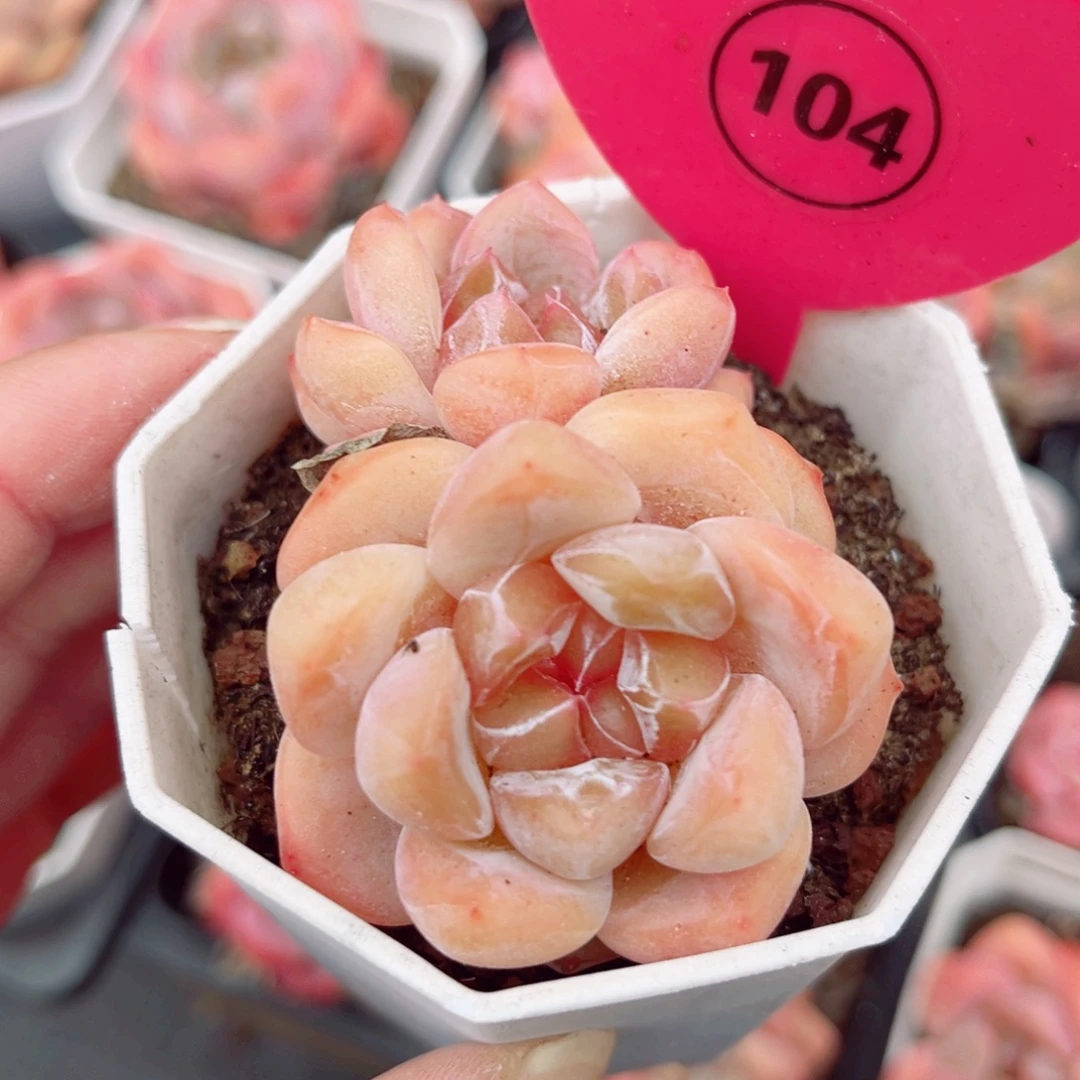 104号小老桩糖心双头