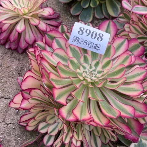 红铜多肉多肉8908