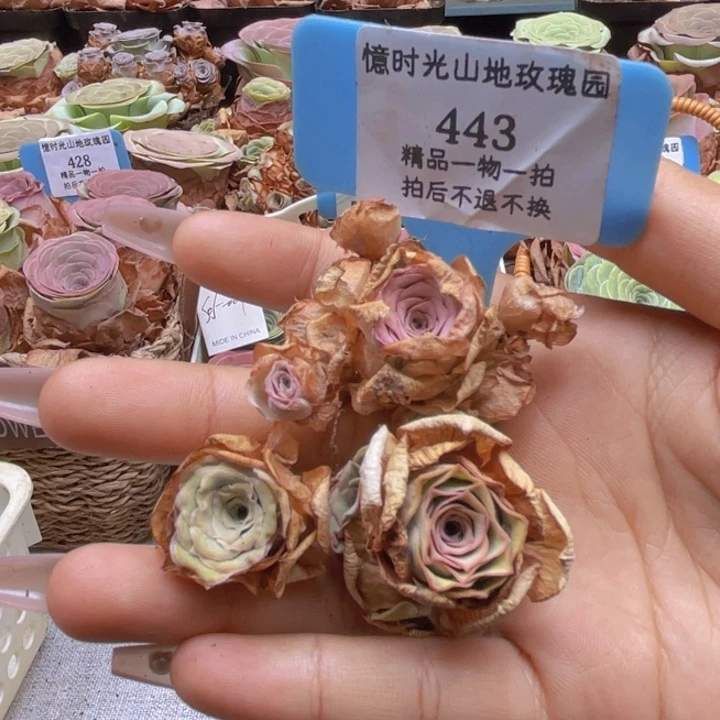 a***e山地玫瑰413裸根发货不售后