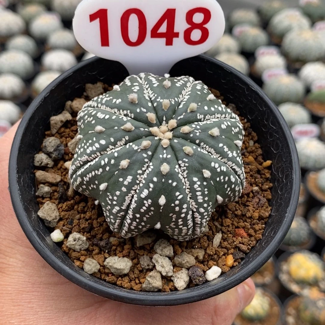 1048海星美纹福利