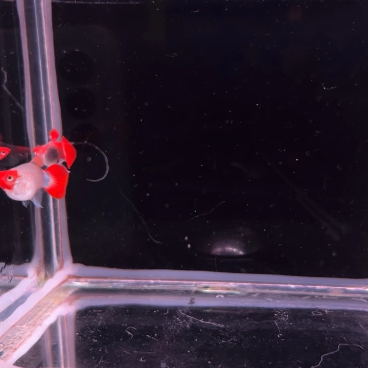 孔雀鱼深海蓝球1对