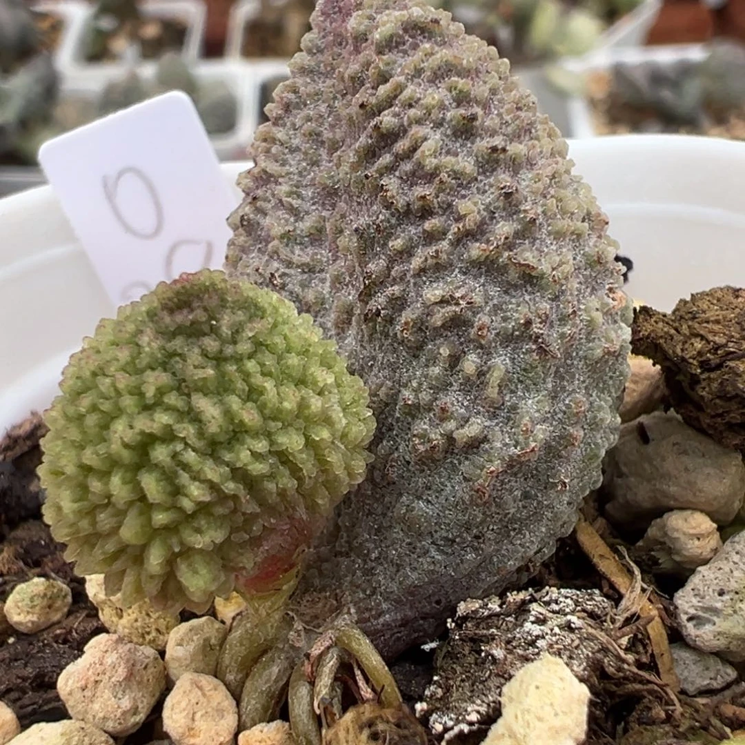 实生新品大苗多肉植物水泡