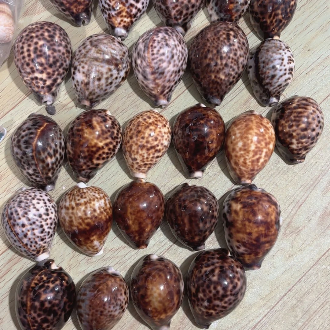 X***y天然海螺特级福利