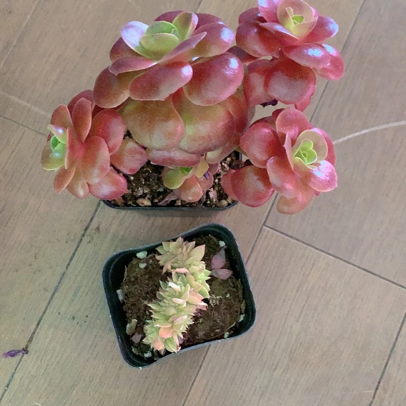 【闪购商品】yjj001云霞