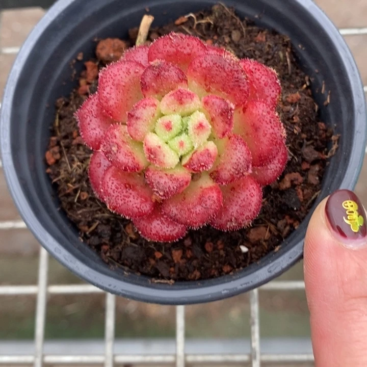 伯克利和格蕾特等著名音乐家