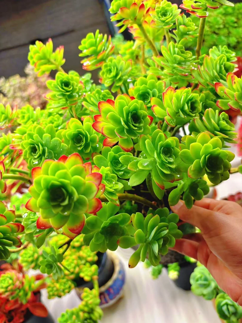 【大薄化妆】 脱土发新手好养 室内室外 喜乐多肉