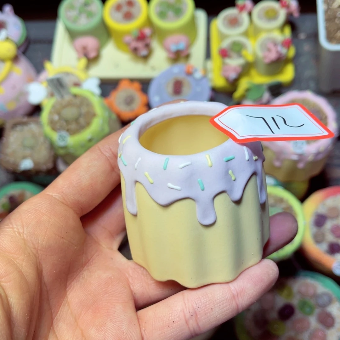 用****1712生石花带盆发