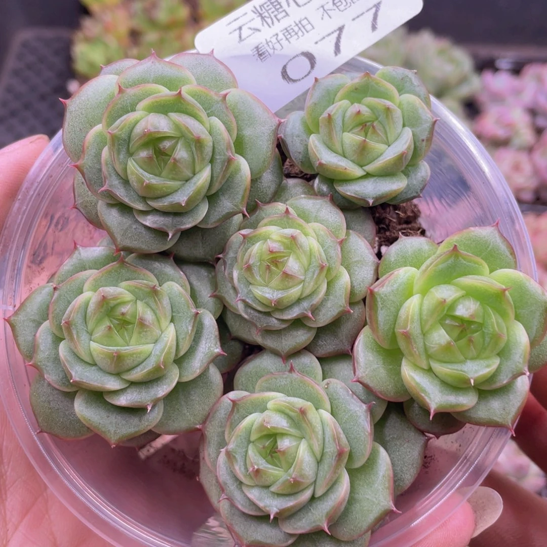 云糖心多肉植物77