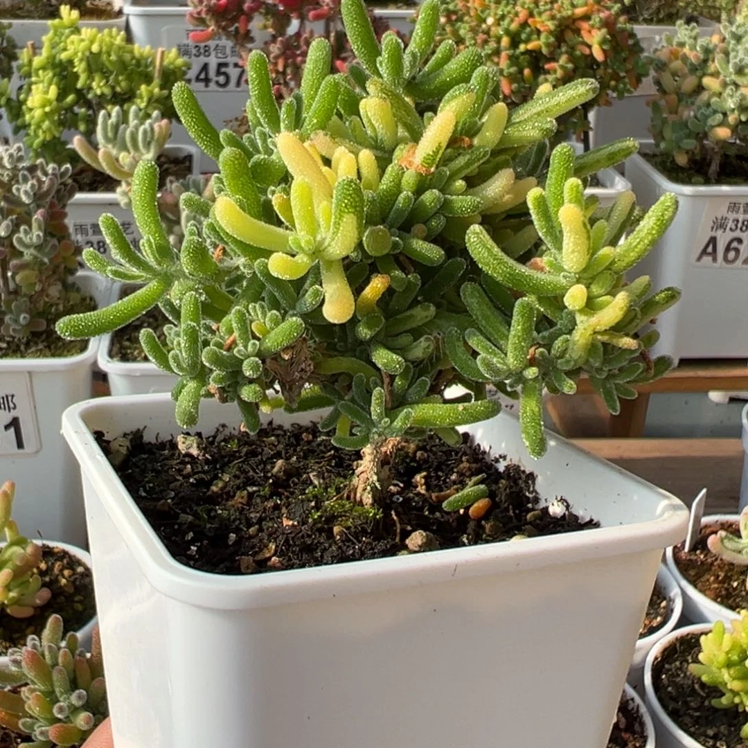 18-697荧光兔拉丝锦老桩冠幅8厘米