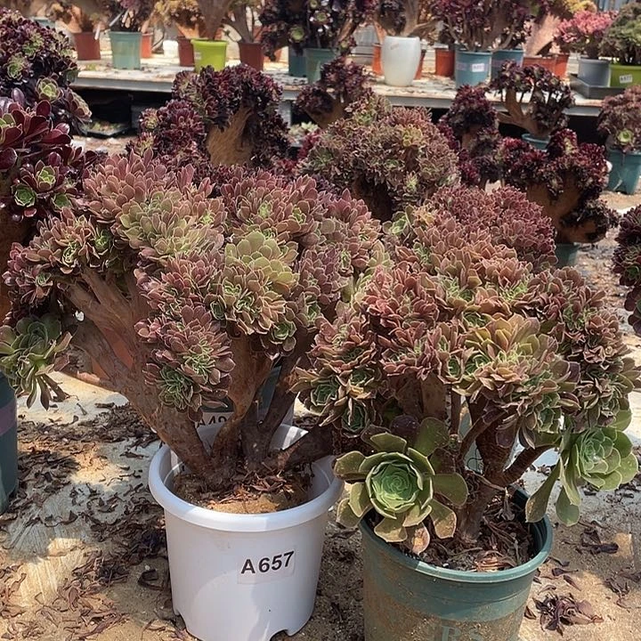 A657两棵缀化脱土包邮