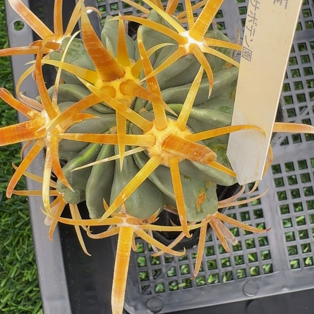 一***一直播间，符号哥哥，专拍，