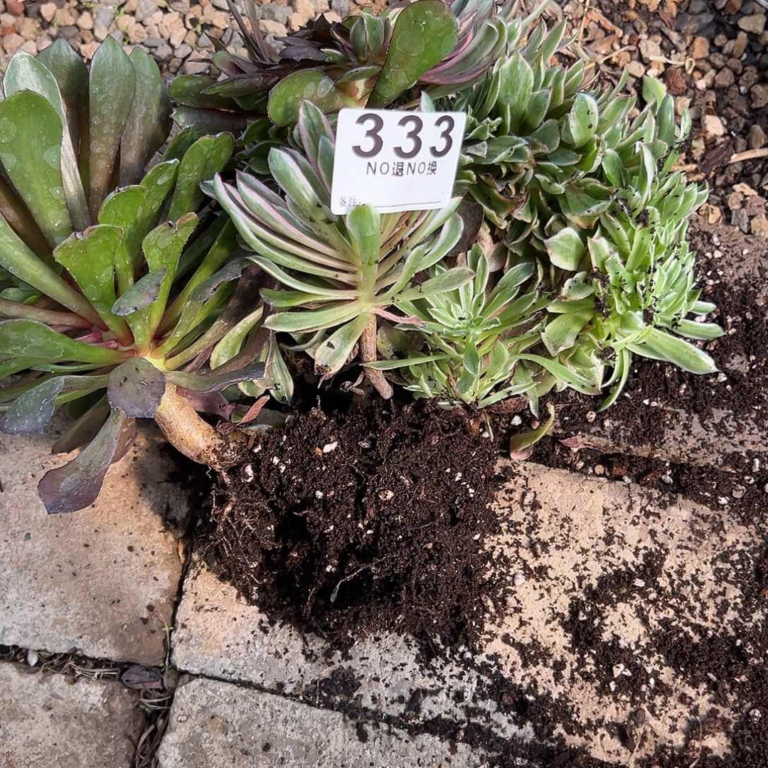 C**猫333多肉缀化一个