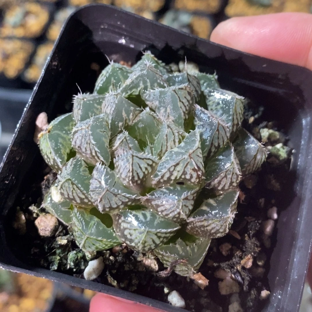 楼兰一颗 周末福利