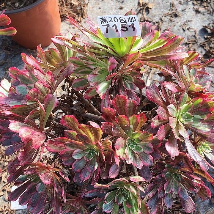 7151 一颗同花顺