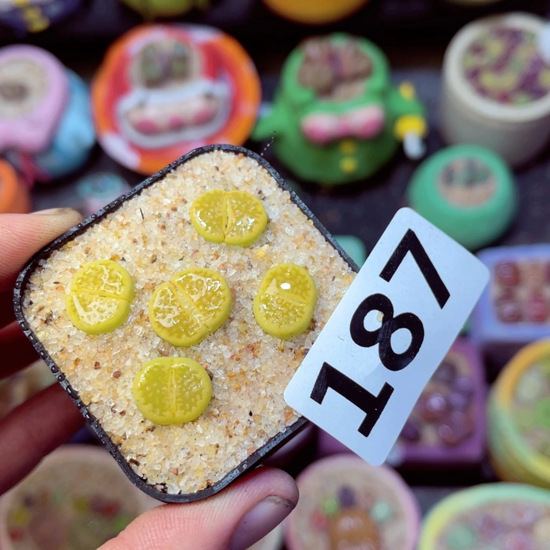 187生石花带盆发