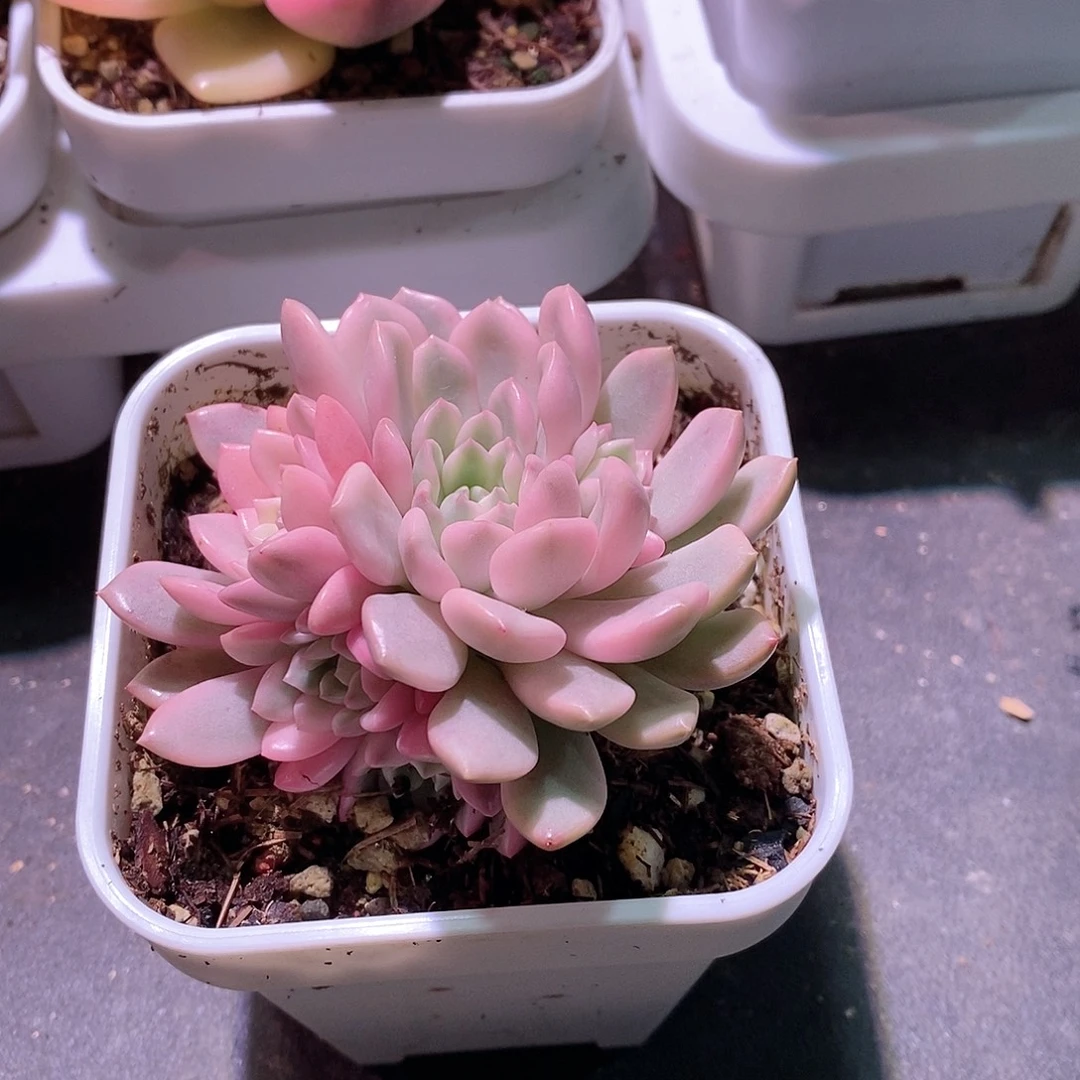 红宝石锦多肉植物老桩