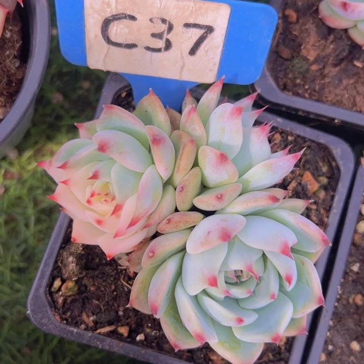 健健康康平平安安