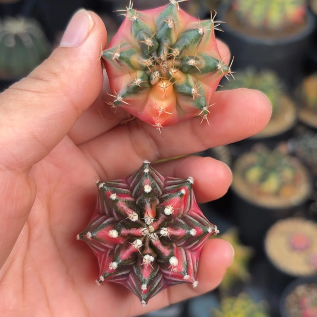 泰系米哈大名品组合20