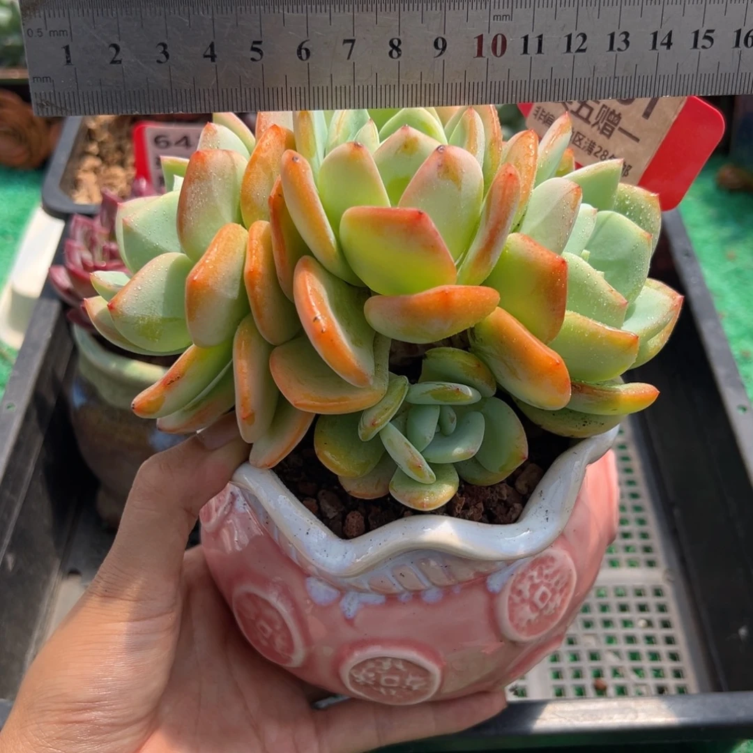 表妹精品多肉植物6161: