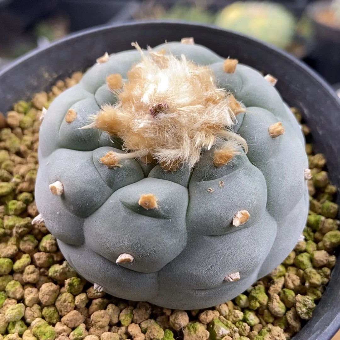 货****多无刺仙人球开花了吗