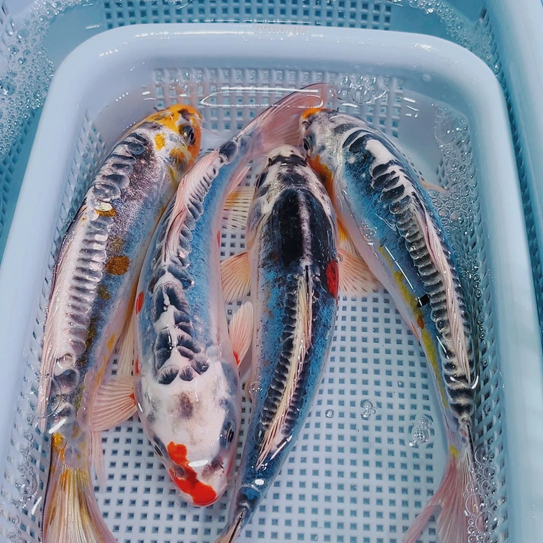 锦鲤锦鲤冷水观赏119