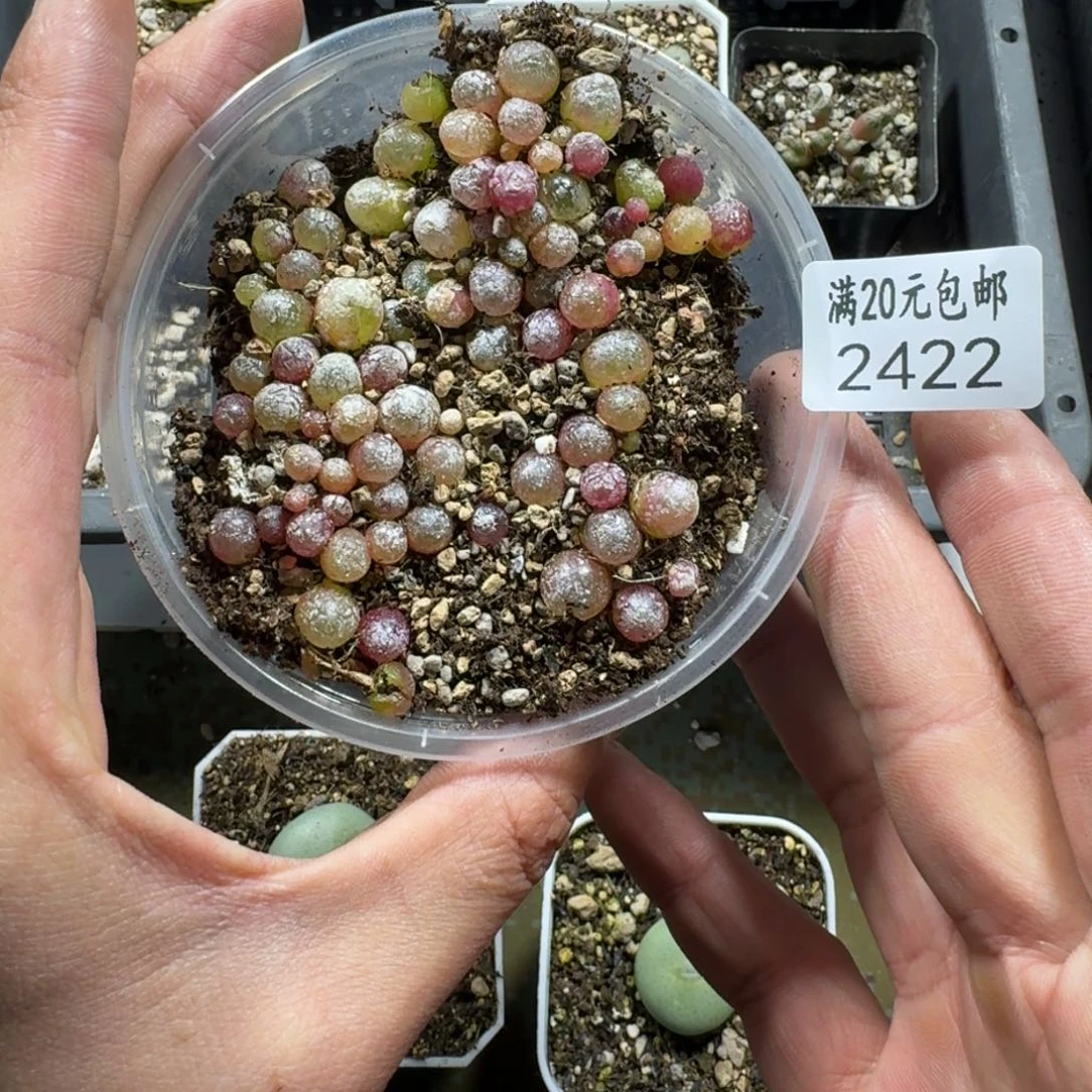 2422。小灯泡。尺寸不大