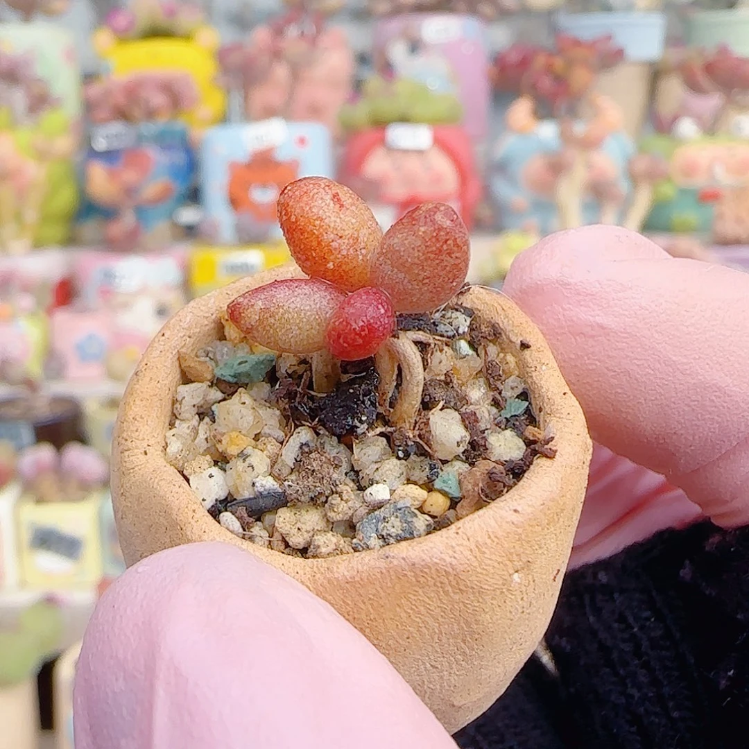 L 可爱萤火虫 带盆