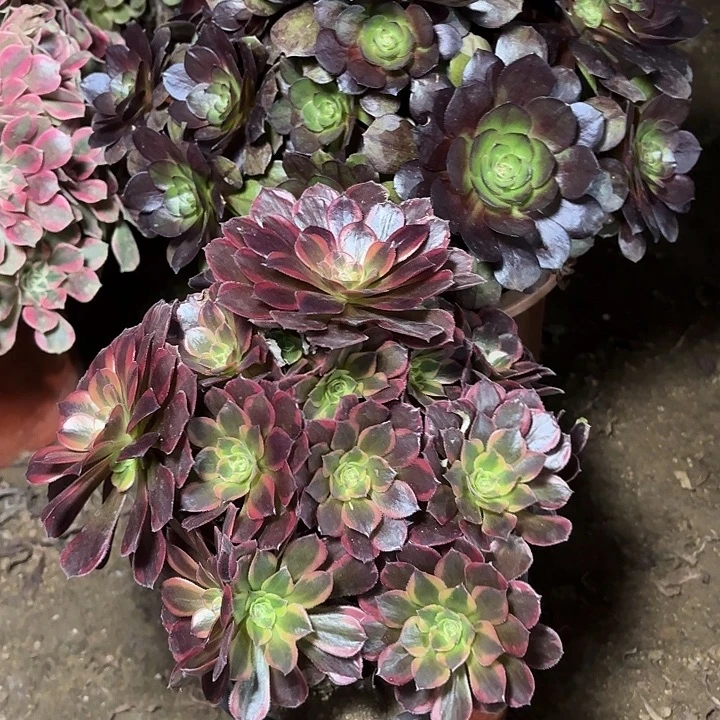 多肉植物法师2颗36