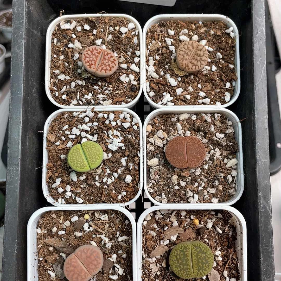 3358大棚清仓甩卖了