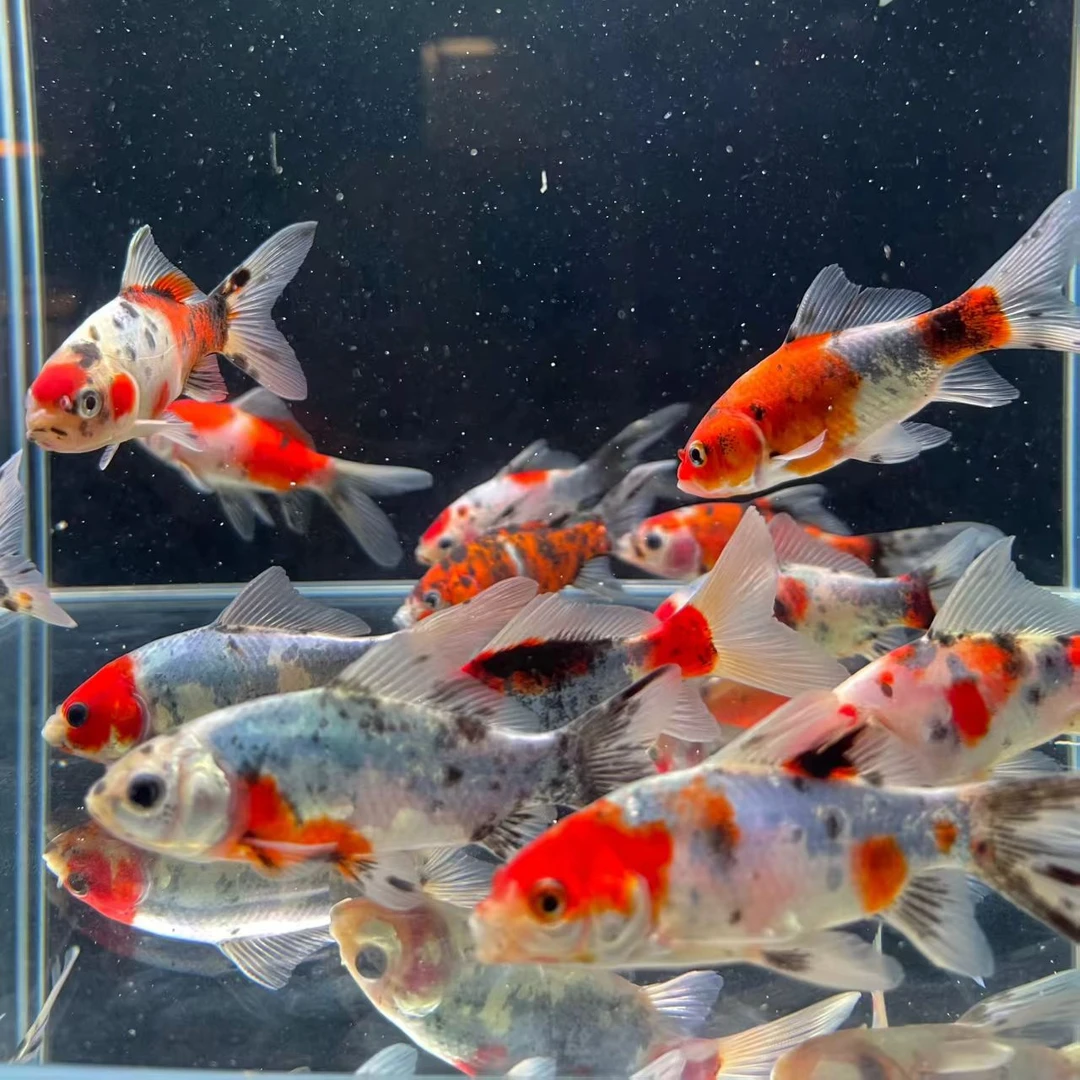 五彩水墨兰花金鱼3-5公分（20条+备损9条）颜色混搭不支持指定