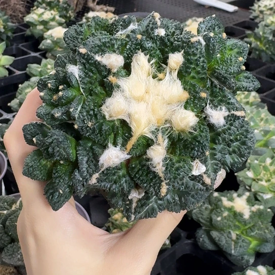 10.5cm龟甲群福利价