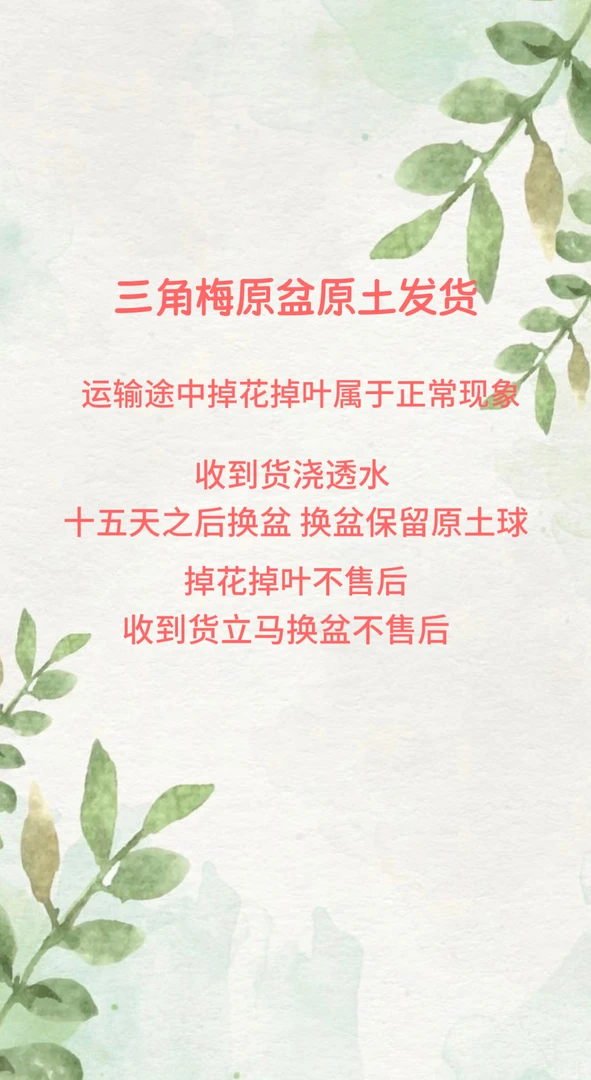 【凤凰】原盆原土发货，运输途中掉花掉叶是正常现象不影响成活