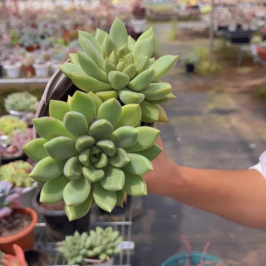 黄金象牙 多肉植物 双头起发