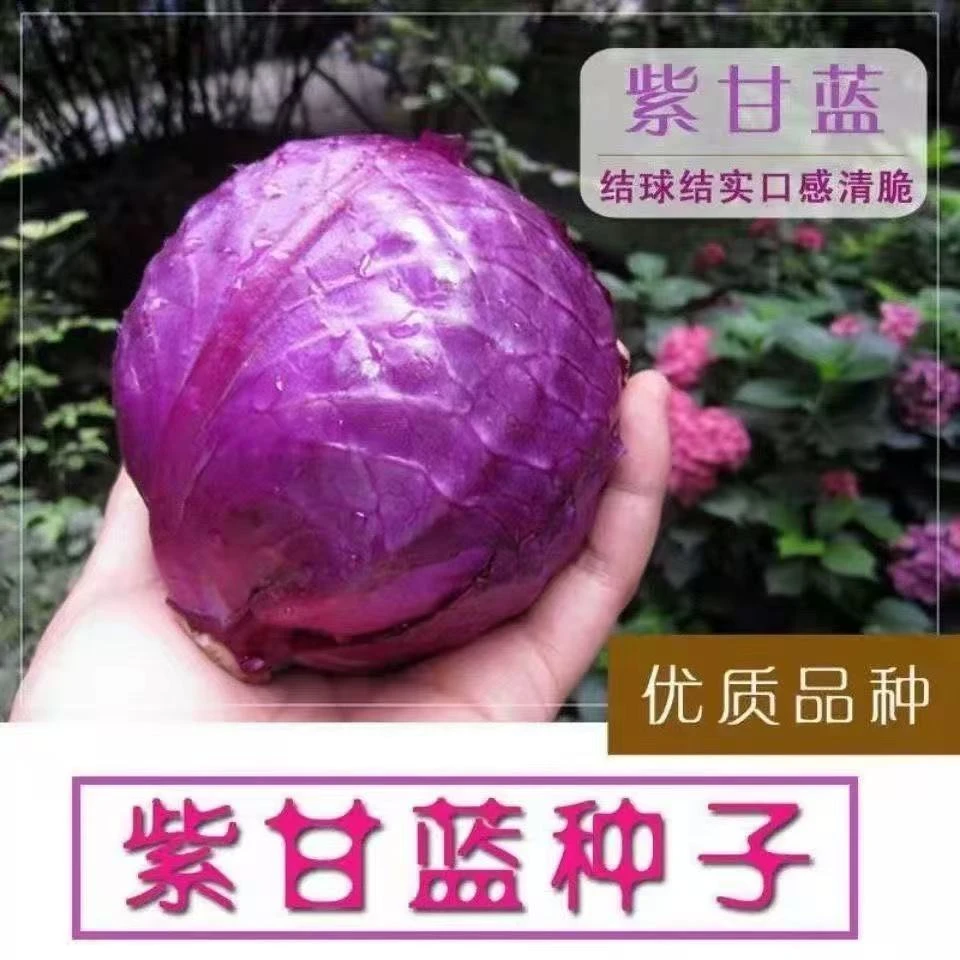 【全店满8包包邮】紫甘蓝种子