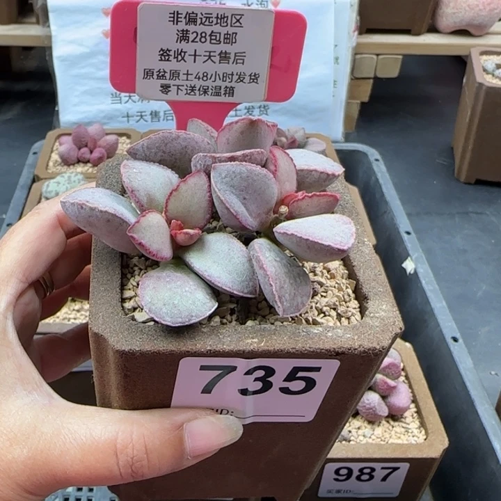 裕***司735金牛座多肉植物
