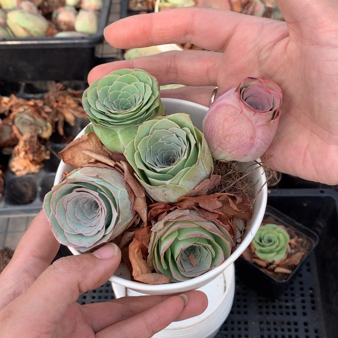 5颗多品种组合干瘪状态量拍