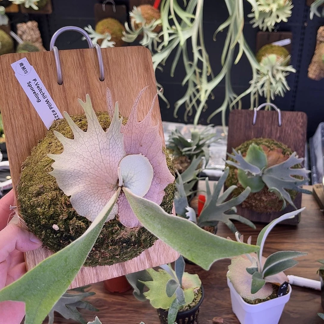 不开花植物野银321孢子苗
