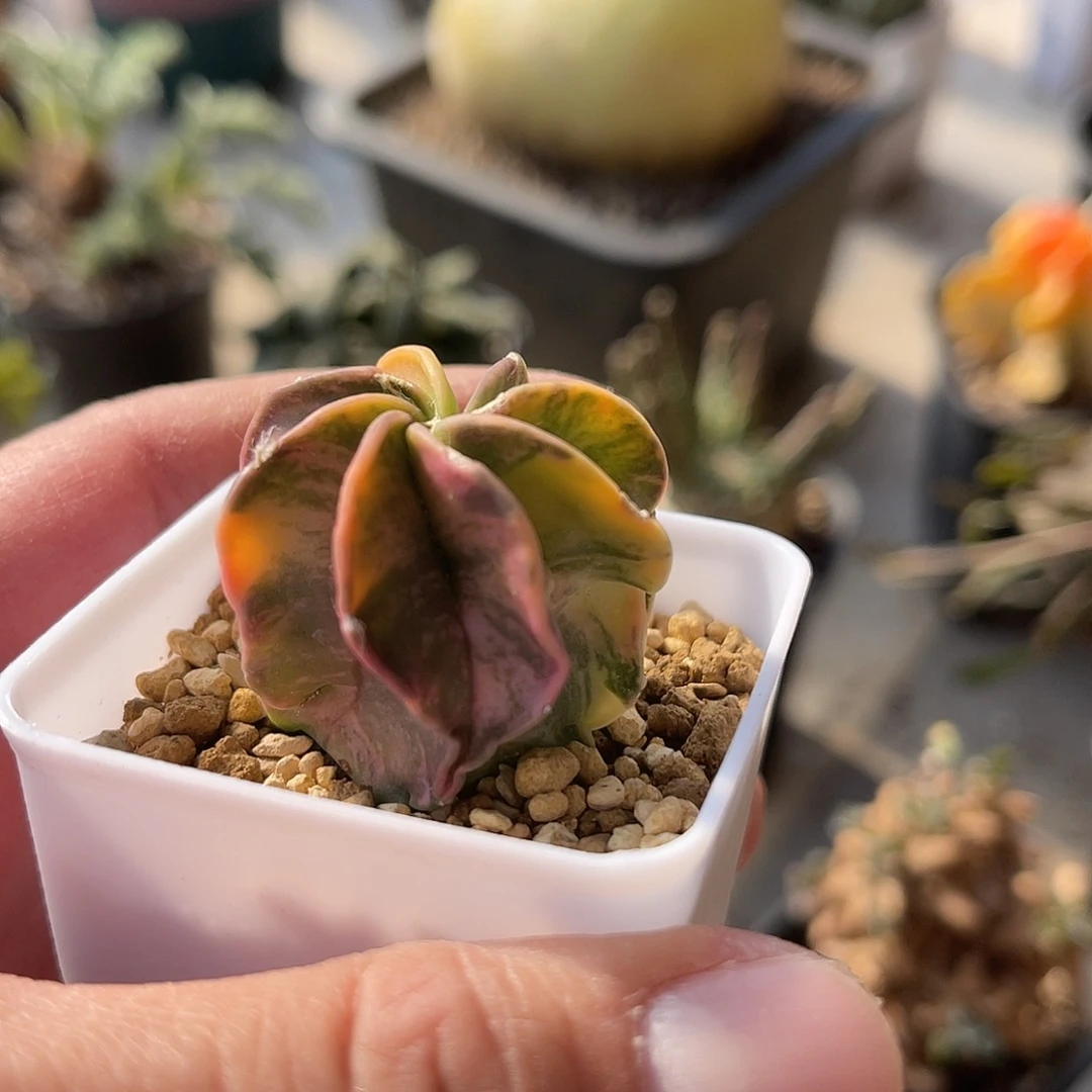 实生大风玉锦一物一拍