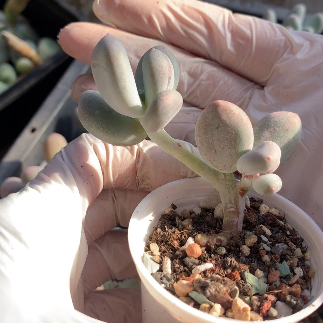 米可奶酪哦哦哦哦哦