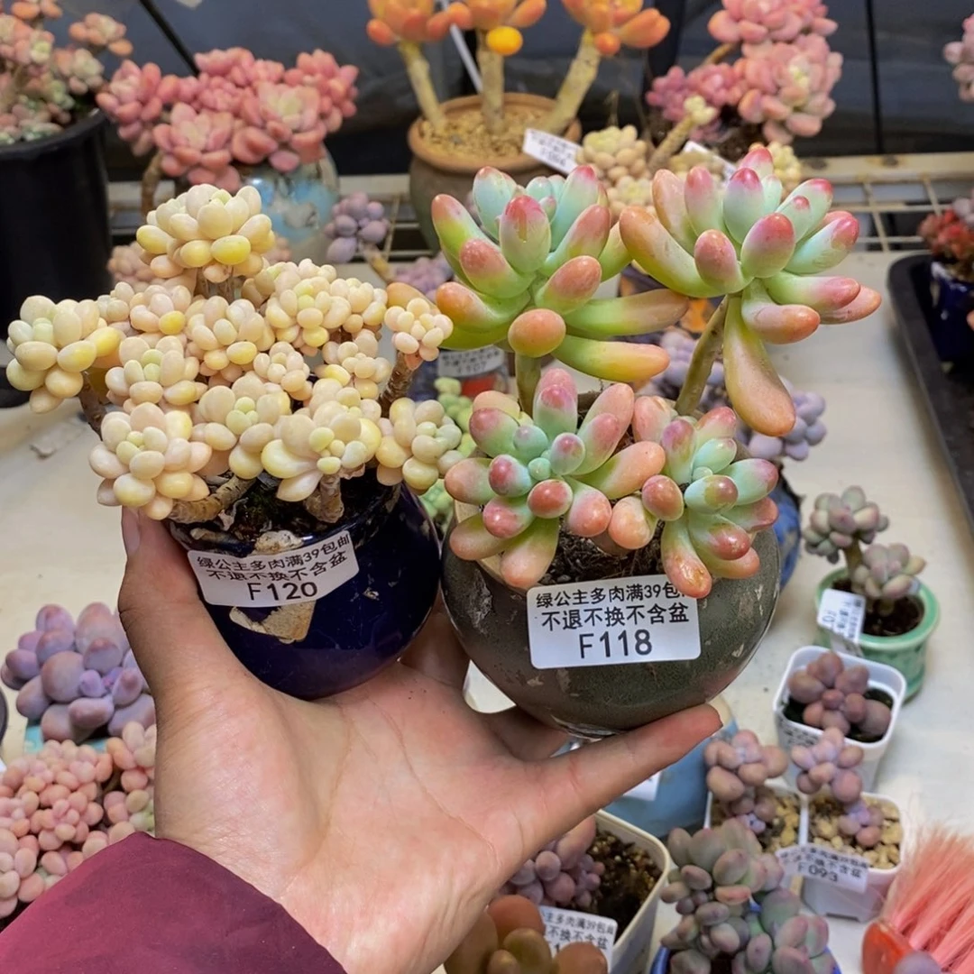 小***✨118派大星25。120鱼子酱25