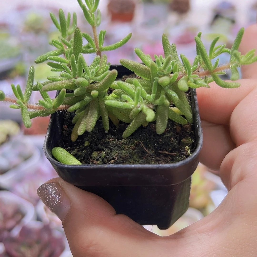 狐狸枝干19包邮多肉植物